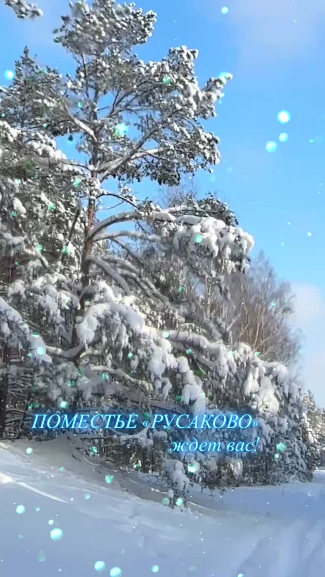Зимний лес в Налибокской пуще